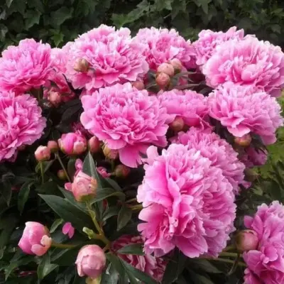 pink-dzhevel-7-302914