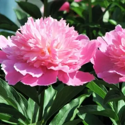 pink-dzhevel-8-302914