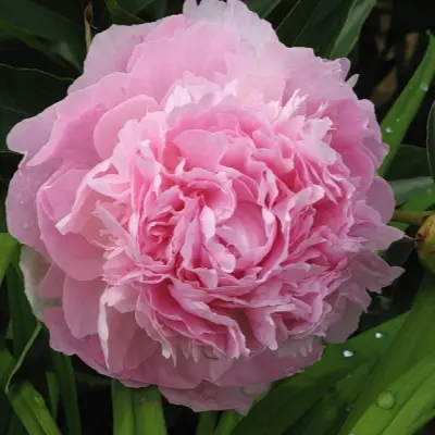 pink-dzhevel-main-302914