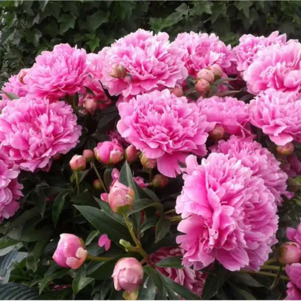 pink-main-305069
