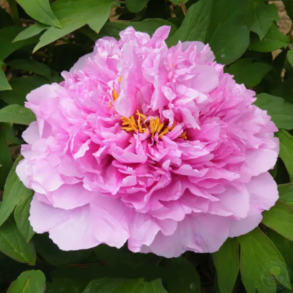 prozrachnaya-rosa-2-303725