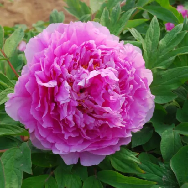 prozrachnaya-rosa-3-303725