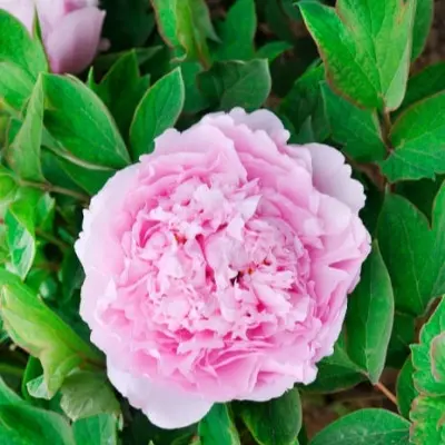 prozrachnaya-rosa-4-303725