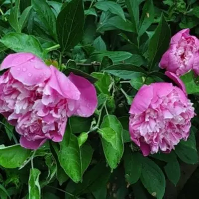 prozrachnaya-rosa-5-303725