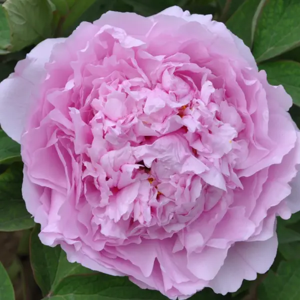 prozrachnaya-rosa-main-303725
