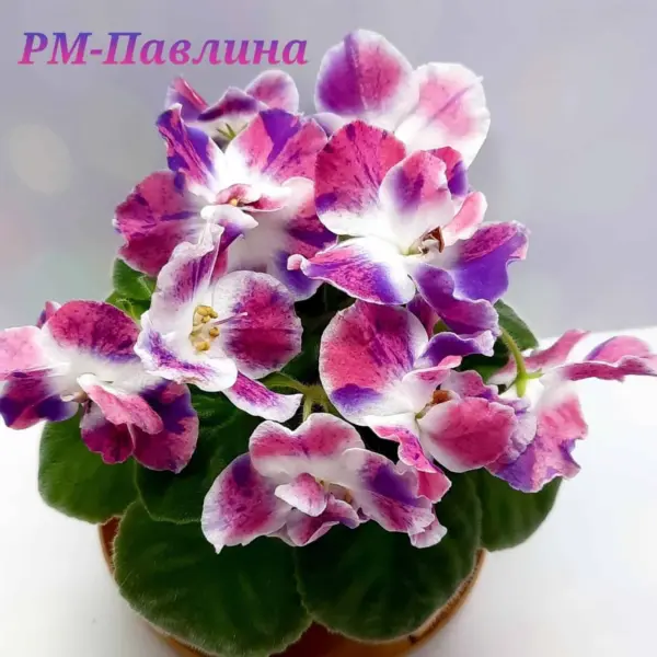 rm-nataliya-2-309080