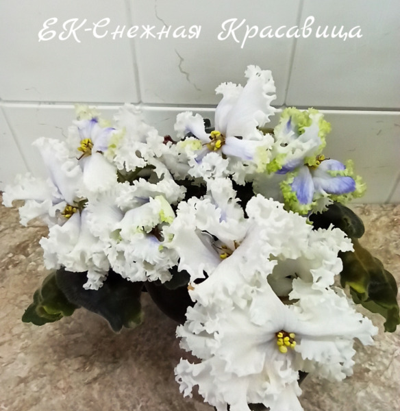 rm-snezhnaya-krasavitsa-3-309087