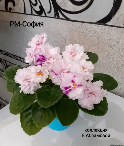 rm-sofiya-2-309570
