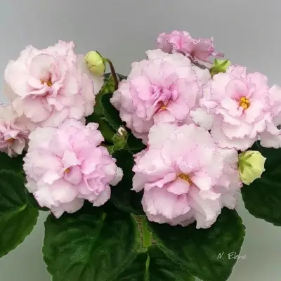 rm-sofiya-6-309570