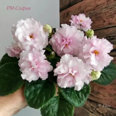 rm-sofiya-9-309570