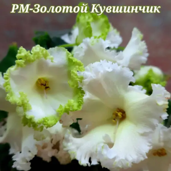 rm-zolotoy-kuvshinchik-2-309909