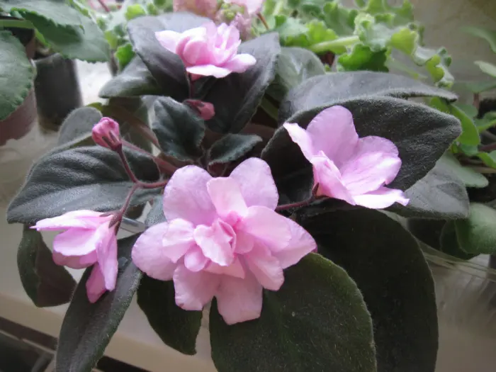 rozovyy-tyulpan-pink-tulip-1-309871