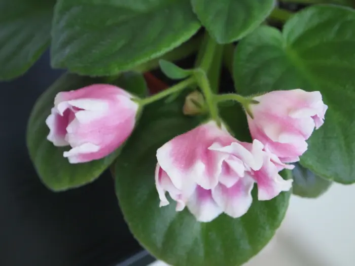 rozovyy-tyulpan-pink-tulip-2-309871