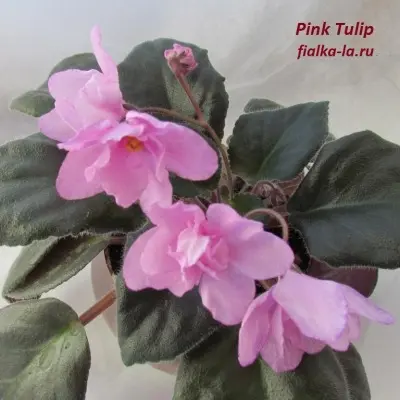 rozovyy-tyulpan-pink-tulip-4-309871