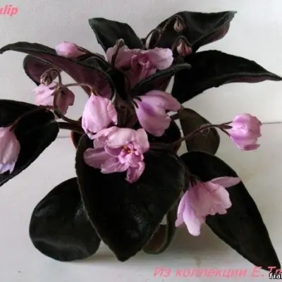 rozovyy-tyulpan-pink-tulip-5-309871