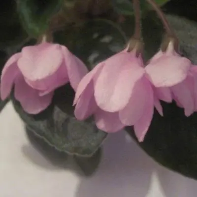 rozovyy-tyulpan-pink-tulip-main-309871