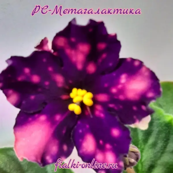 rs-metagalaktika-3-309921