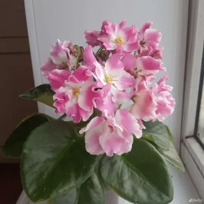 rs-valentina-4-309747