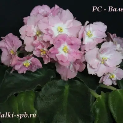 rs-valentina-8-309747