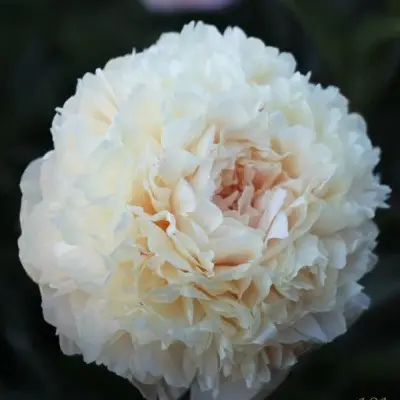 sammer-glou-5-306595