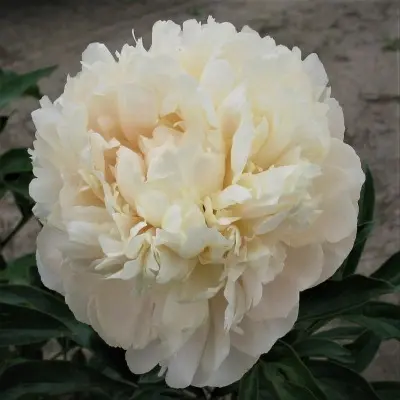 sammer-glou-8-306595
