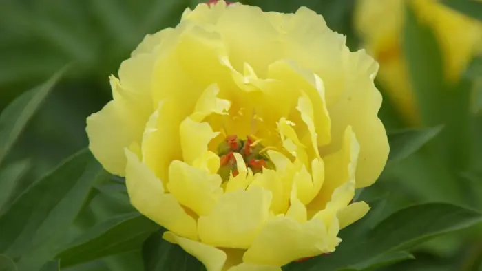 sekvestered-sanshayn-4-302908