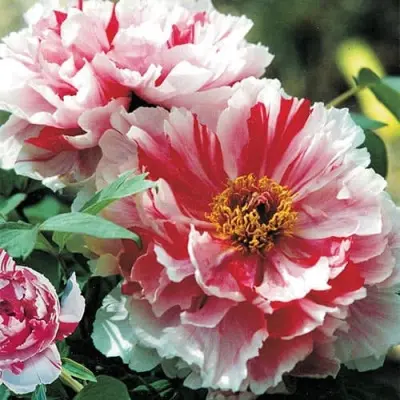 shima-nishiki-10-305924