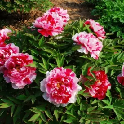 shima-nishiki-6-305924