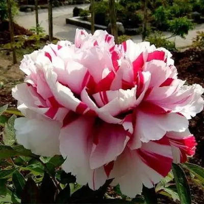 shima-nishiki-7-305924
