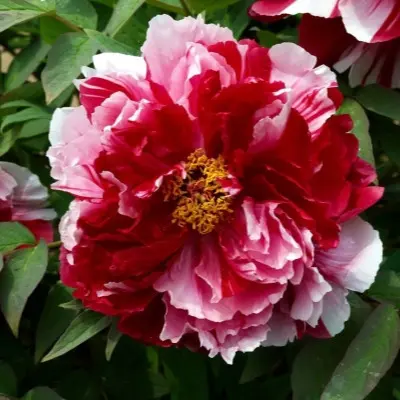 shima-nishiki-9-305924