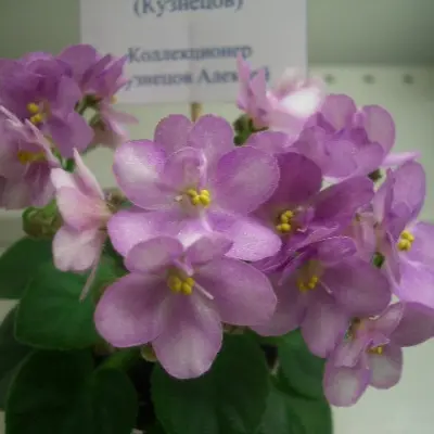 sk-konfityur-6-309753