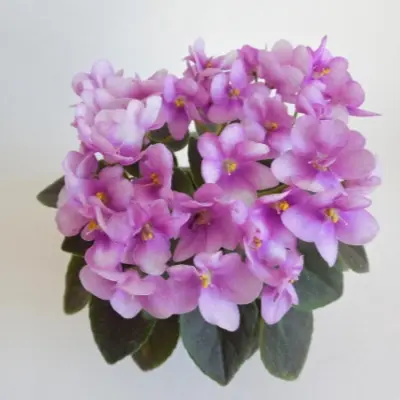 sk-konfityur-main-309753