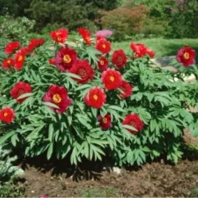 skarlet-heven-8-301615
