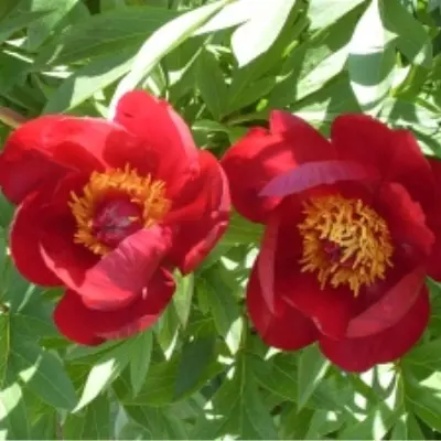 skarlet-heven-9-301615