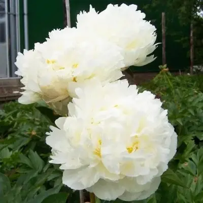 snou-mauntin-8-301777