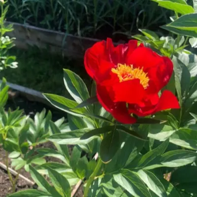 tango-5-303805