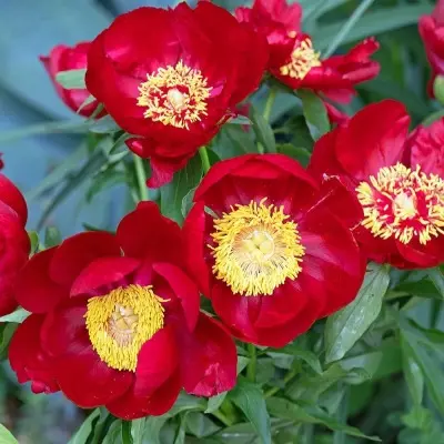 tango-6-303805