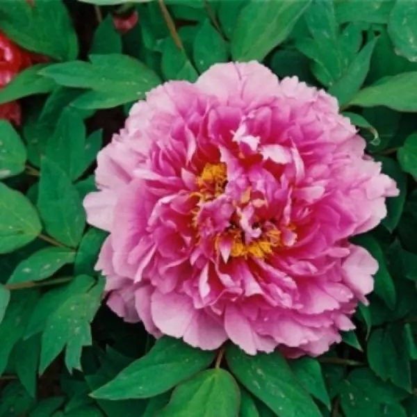 tsvetochnaya-rosa-1-306541