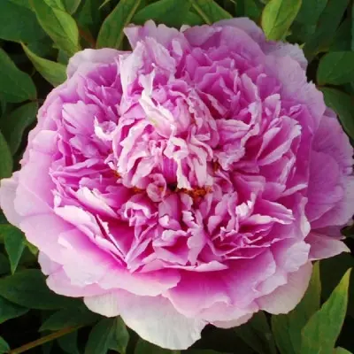 tsvetochnaya-rosa-4-306541