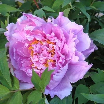 tsvetochnaya-rosa-7-306541