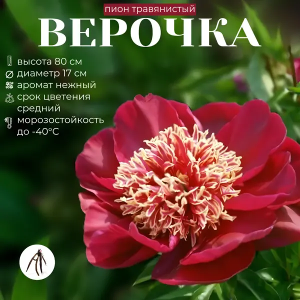 verochka-1-303923