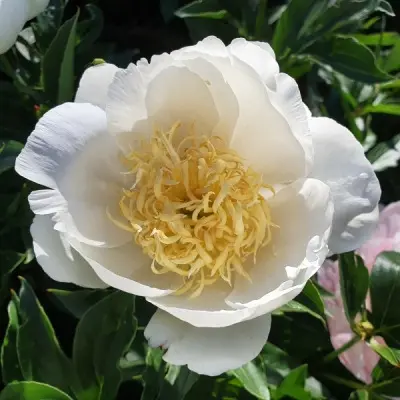 yan-van-leven-jan-van-leeuwen-6-306208