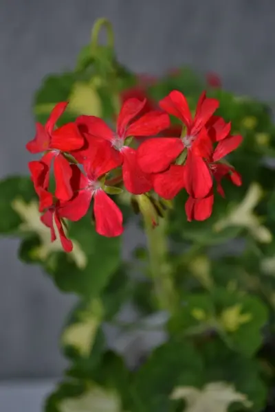 a-happy-thought-2-341228