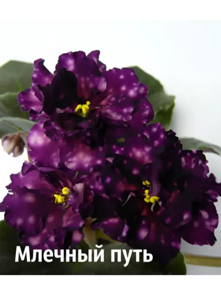 ae-mlechnyy-put-2-317905