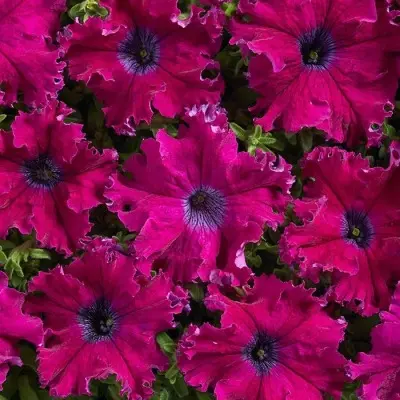 afrodita-purpurnaya-main-343441