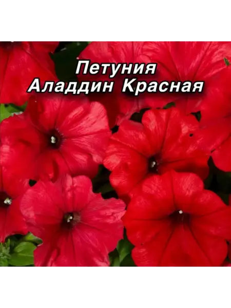 aladdin-krasnaya-4-342715