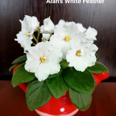 alans-white-feather-3-318781