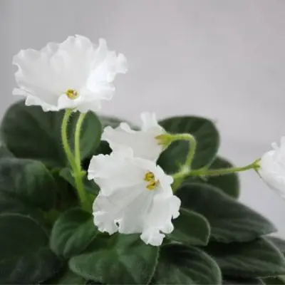 alans-white-feather-4-318781