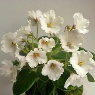 alans-white-feather-5-318781