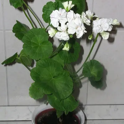 albina-albina-6-333486